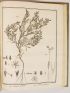 LA BILLARDIERE : Icones Plantarum Syriae rariorum, descriptionibus et observationibus illustratae - First edition - Edition-Originale.com