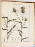 LA BILLARDIERE : Icones Plantarum Syriae rariorum, descriptionibus et observationibus illustratae - Erste Ausgabe - Edition-Originale.com