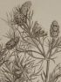 DESCRIPTION DE L'EGYPTE.  Botanique. Adonis dentata, Parmelia maciformis, Galega apollinea, Zostera bullata, Gymnostomum niloticum. (Histoire Naturelle, planche 53) - Erste Ausgabe - Edition-Originale.com