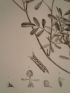 DESCRIPTION DE L'EGYPTE.  Botanique. Adonis dentata, Parmelia maciformis, Galega apollinea, Zostera bullata, Gymnostomum niloticum. (Histoire Naturelle, planche 53) - Erste Ausgabe - Edition-Originale.com