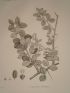 DESCRIPTION DE L'EGYPTE.  Botanique. Balanites aegyptiaca, Fagonia glutinosa, Fagonia latifolia. (Histoire Naturelle, planche 28) - Edition Originale - Edition-Originale.com