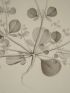 DESCRIPTION DE L'EGYPTE.  Botanique. Balanites aegyptiaca, Fagonia glutinosa, Fagonia latifolia. (Histoire Naturelle, planche 28) - Prima edizione - Edition-Originale.com