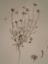 DESCRIPTION DE L'EGYPTE.  Botanique. Balsamita tridentata, Filago mareotica, Anthemis indurata, Cotula cinerea. (Histoire Naturelle, planche 47) - Erste Ausgabe - Edition-Originale.com