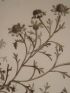 DESCRIPTION DE L'EGYPTE.  Botanique. Balsamita tridentata, Filago mareotica, Anthemis indurata, Cotula cinerea. (Histoire Naturelle, planche 47) - Edition Originale - Edition-Originale.com