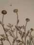 DESCRIPTION DE L'EGYPTE.  Botanique. Balsamita tridentata, Filago mareotica, Anthemis indurata, Cotula cinerea. (Histoire Naturelle, planche 47) - First edition - Edition-Originale.com