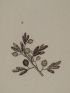 DESCRIPTION DE L'EGYPTE.  Botanique. Fucus antennulatus, Fucus denticulatus. (Histoire Naturelle, planche 55) - Prima edizione - Edition-Originale.com