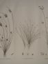 DESCRIPTION DE L'EGYPTE.  Botanique. Isolepis uninodis, Scirpus caducus, Fimbristylis ferrugineum. (Histoire Naturelle, planche 6) - Erste Ausgabe - Edition-Originale.com