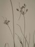 DESCRIPTION DE L'EGYPTE.  Botanique. Isolepis uninodis, Scirpus caducus, Fimbristylis ferrugineum. (Histoire Naturelle, planche 6) - Prima edizione - Edition-Originale.com