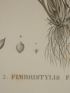 DESCRIPTION DE L'EGYPTE.  Botanique. Isolepis uninodis, Scirpus caducus, Fimbristylis ferrugineum. (Histoire Naturelle, planche 6) - Prima edizione - Edition-Originale.com