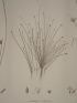DESCRIPTION DE L'EGYPTE.  Botanique. Isolepis uninodis, Scirpus caducus, Fimbristylis ferrugineum. (Histoire Naturelle, planche 6) - Edition Originale - Edition-Originale.com