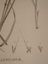 DESCRIPTION DE L'EGYPTE.  Botanique. Scirpus fimbrisetus, Andropogon annulatum, Scirpus mucronatus. (Histoire Naturelle, planche 7) - Prima edizione - Edition-Originale.com
