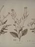 DESCRIPTION DE L'EGYPTE.  Botanique. Sinapis allionii, Hesperis acris, Lunaria parviflora. (Histoire Naturelle, planche 35) - Edition Originale - Edition-Originale.com