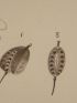 DESCRIPTION DE L'EGYPTE.  Botanique. Sinapis allionii, Hesperis acris, Lunaria parviflora. (Histoire Naturelle, planche 35) - Erste Ausgabe - Edition-Originale.com