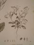 DESCRIPTION DE L'EGYPTE.  Botanique. Sinapis allionii, Hesperis acris, Lunaria parviflora. (Histoire Naturelle, planche 35) - Prima edizione - Edition-Originale.com