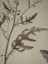 DESCRIPTION DE L'EGYPTE.  Botanique. Sinapis allionii, Hesperis acris, Lunaria parviflora. (Histoire Naturelle, planche 35) - Edition Originale - Edition-Originale.com