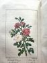 MALO : Histoire des roses - Erste Ausgabe - Edition-Originale.com
