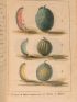 MARTIN : Manuel de l'amateur de melons ou l'art de reconnaître et d'acheter de bon melons ; précédé d'une histoire de ce fruit et une nomenclature de ses diverses espèces et variétés - Edition Originale - Edition-Originale.com