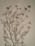 DESCRIPTION DE L'EGYPTE.  Botanique. Anthemis melampodina, Inula crispa, Senecio belbeysius. (Histoire Naturelle, planche 45) - Prima edizione - Edition-Originale.com