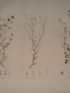 DESCRIPTION DE L'EGYPTE.  Botanique. Anthemis melampodina, Inula crispa, Senecio belbeysius. (Histoire Naturelle, planche 45) - First edition - Edition-Originale.com