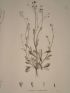 DESCRIPTION DE L'EGYPTE.  Botanique. Anthemis melampodina, Inula crispa, Senecio belbeysius. (Histoire Naturelle, planche 45) - Erste Ausgabe - Edition-Originale.com