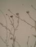 DESCRIPTION DE L'EGYPTE.  Botanique. Anthemis melampodina, Inula crispa, Senecio belbeysius. (Histoire Naturelle, planche 45) - Erste Ausgabe - Edition-Originale.com