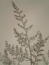 DESCRIPTION DE L'EGYPTE.  Botanique. Artemisia monosperma, Artemisia inculta, Atremisia judaica. (Histoire Naturelle, planche 43) - Edition Originale - Edition-Originale.com