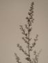 DESCRIPTION DE L'EGYPTE.  Botanique. Artemisia monosperma, Artemisia inculta, Atremisia judaica. (Histoire Naturelle, planche 43) - Erste Ausgabe - Edition-Originale.com