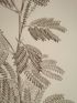 DESCRIPTION DE L'EGYPTE.  Botanique. Atriplex coriacea, Acacia seyal, Acacia albida. (Histoire Naturelle, planche 52) - Edition Originale - Edition-Originale.com