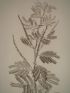 DESCRIPTION DE L'EGYPTE.  Botanique. Atriplex coriacea, Acacia seyal, Acacia albida. (Histoire Naturelle, planche 52) - Erste Ausgabe - Edition-Originale.com