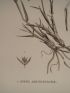 DESCRIPTION DE L'EGYPTE.  Botanique. Avena arundinacea, Avena forskalii, Trisetaria linearis. (Histoire Naturelle, planche 12) - Edition Originale - Edition-Originale.com