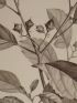 DESCRIPTION DE L'EGYPTE.  Botanique. Cordia crenata, Cynanchum argel, Cynanchum pyrotechnicum. (Histoire Naturelle, planche 20) - Erste Ausgabe - Edition-Originale.com