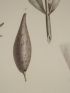 DESCRIPTION DE L'EGYPTE.  Botanique. Cordia crenata, Cynanchum argel, Cynanchum pyrotechnicum. (Histoire Naturelle, planche 20) - Erste Ausgabe - Edition-Originale.com