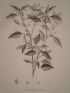 DESCRIPTION DE L'EGYPTE.  Botanique. Croton oblongifolium, Menispermum leaeba femina, Menispermum leaeba masc. (Histoire Naturelle, planche 51) - Erste Ausgabe - Edition-Originale.com