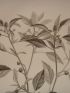 DESCRIPTION DE L'EGYPTE.  Botanique. Croton oblongifolium, Menispermum leaeba femina, Menispermum leaeba masc. (Histoire Naturelle, planche 51) - Prima edizione - Edition-Originale.com