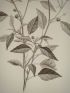 DESCRIPTION DE L'EGYPTE.  Botanique. Croton oblongifolium, Menispermum leaeba femina, Menispermum leaeba masc. (Histoire Naturelle, planche 51) - Edition Originale - Edition-Originale.com