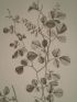 DESCRIPTION DE L'EGYPTE.  Botanique. Dolichos nilotica, Trigonella anguina, Dolichos memnonia. (Histoire Naturelle, planche 38) - Edition Originale - Edition-Originale.com