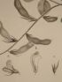 DESCRIPTION DE L'EGYPTE.  Botanique. Dolichos nilotica, Trigonella anguina, Dolichos memnonia. (Histoire Naturelle, planche 38) - Erste Ausgabe - Edition-Originale.com