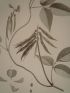 DESCRIPTION DE L'EGYPTE.  Botanique. Dolichos nilotica, Trigonella anguina, Dolichos memnonia. (Histoire Naturelle, planche 38) - Prima edizione - Edition-Originale.com