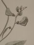 DESCRIPTION DE L'EGYPTE.  Botanique. Dolichos nilotica, Trigonella anguina, Dolichos memnonia. (Histoire Naturelle, planche 38) - First edition - Edition-Originale.com