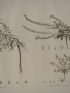 DESCRIPTION DE L'EGYPTE.  Botanique. Echium prostratum, Echium setosum, Anchusa spinocarpos. (Histoire Naturelle, planche 17) - Erste Ausgabe - Edition-Originale.com
