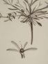 DESCRIPTION DE L'EGYPTE.  Botanique. Echium prostratum, Echium setosum, Anchusa spinocarpos. (Histoire Naturelle, planche 17) - Prima edizione - Edition-Originale.com