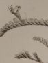 DESCRIPTION DE L'EGYPTE.  Botanique. Echium prostratum, Echium setosum, Anchusa spinocarpos. (Histoire Naturelle, planche 17) - Prima edizione - Edition-Originale.com