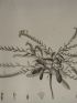 DESCRIPTION DE L'EGYPTE.  Botanique. Echium prostratum, Echium setosum, Anchusa spinocarpos. (Histoire Naturelle, planche 17) - Erste Ausgabe - Edition-Originale.com