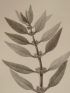 DESCRIPTION DE L'EGYPTE.  Botanique. Elatine luxurians, Sodada decidua. (Histoire Naturelle, planche 26) - Erste Ausgabe - Edition-Originale.com