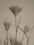 DESCRIPTION DE L'EGYPTE.  Botanique. Festuca fusca, Bromus rubens, Dinaeba aegyptiaca. (Histoire Naturelle, planche 11) - Edition Originale - Edition-Originale.com