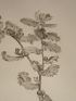 DESCRIPTION DE L'EGYPTE.  Botanique. Fucus trinodis, Fucus latifolus. (Histoire Naturelle, planche 54) - Prima edizione - Edition-Originale.com