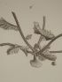 DESCRIPTION DE L'EGYPTE.  Botanique. Fucus trinodis, Fucus latifolus. (Histoire Naturelle, planche 54) - First edition - Edition-Originale.com