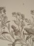 DESCRIPTION DE L'EGYPTE.  Botanique. Gnaphalium pulvinatum, Gnaphalium spathulatum, Gnaphalium crispatulum. (Histoire Naturelle, planche 44) - First edition - Edition-Originale.com