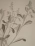 DESCRIPTION DE L'EGYPTE.  Botanique. Gnaphalium pulvinatum, Gnaphalium spathulatum, Gnaphalium crispatulum. (Histoire Naturelle, planche 44) - Erste Ausgabe - Edition-Originale.com