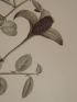 DESCRIPTION DE L'EGYPTE.  Botanique. Ochradenus baccatus, Helianthemum kahiricum, Capparis aegyptia. (Histoire Naturelle, planche 31) - Prima edizione - Edition-Originale.com